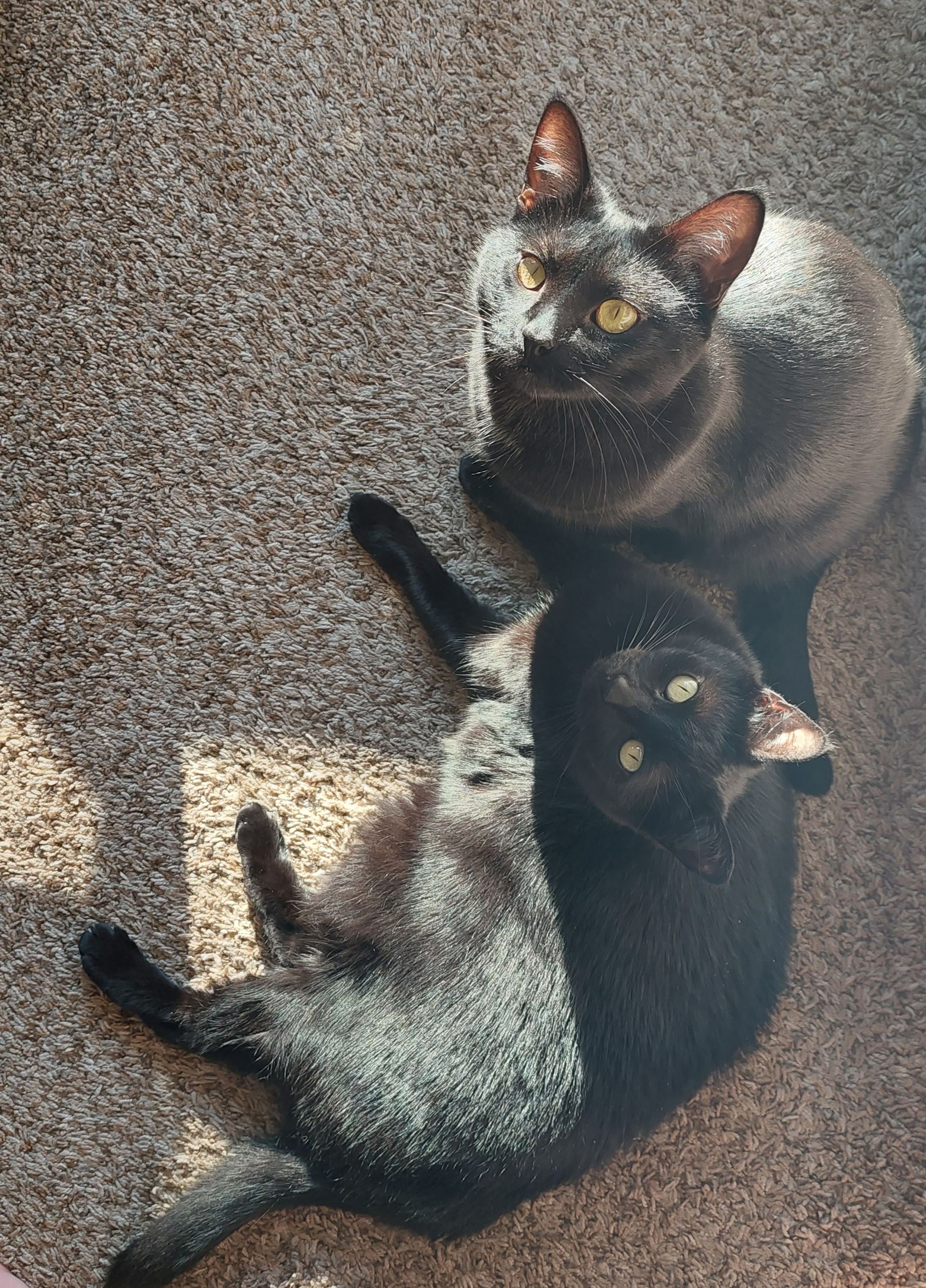 inbound7769291568553741182