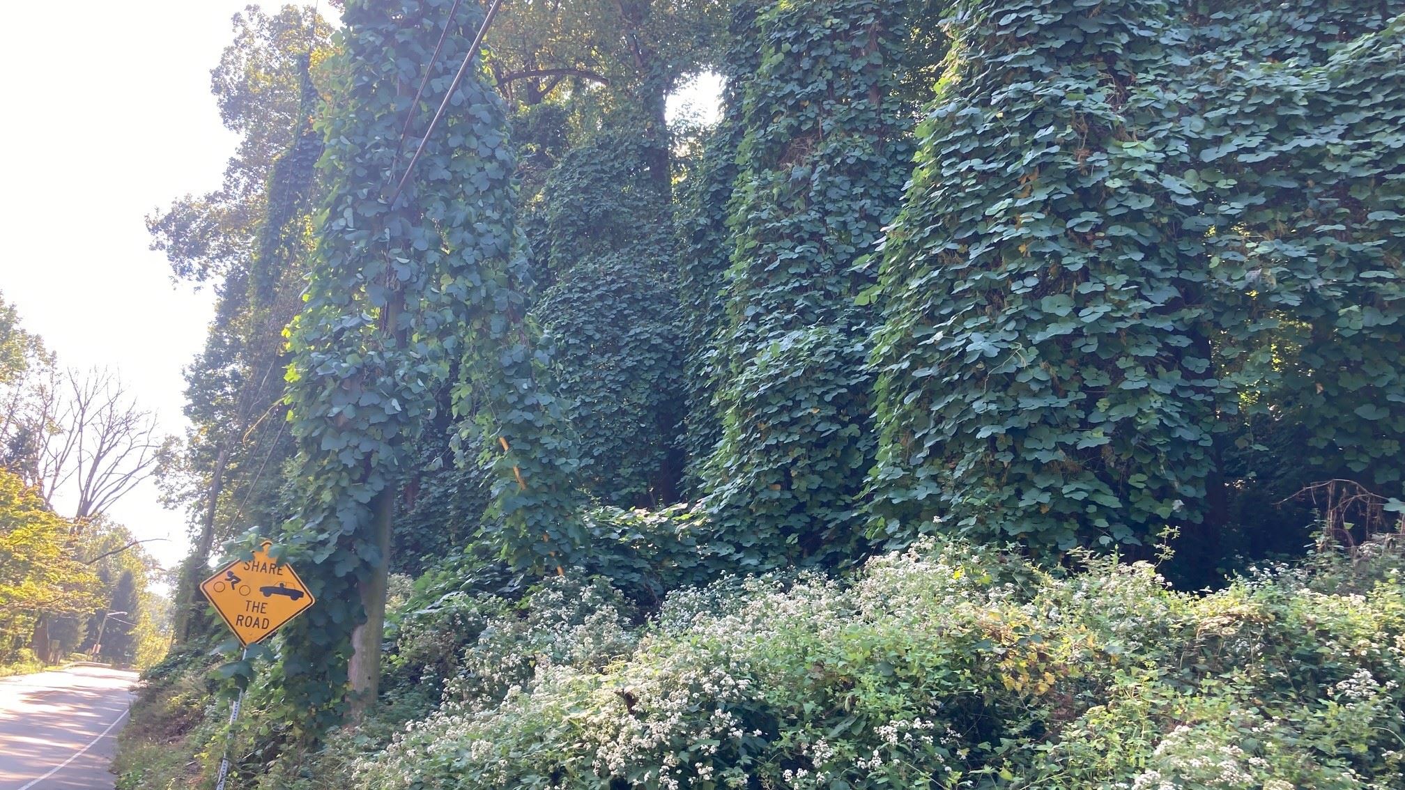 Kudzu_Old State Road_2
