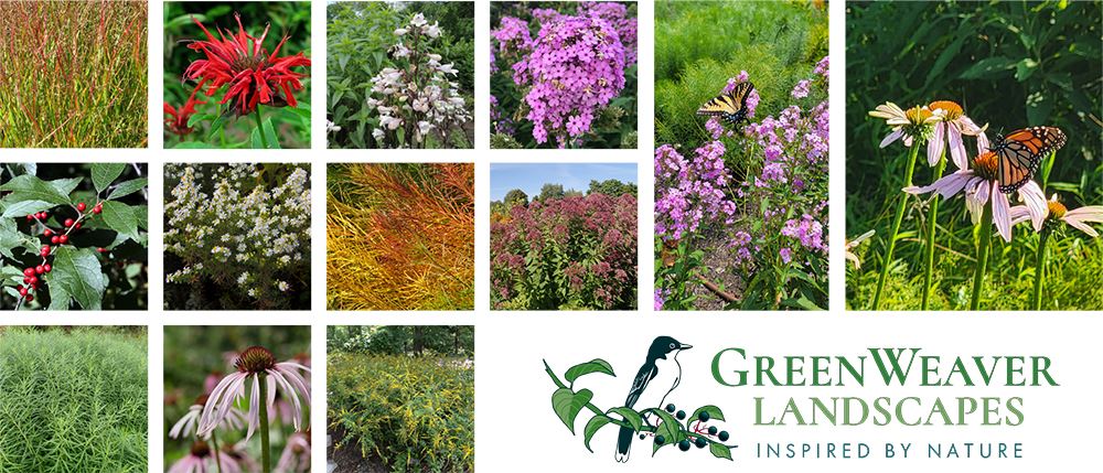 polinator garden plants, Plants in the garden include shrubs Itea virginica (sweetspire) and lex ver